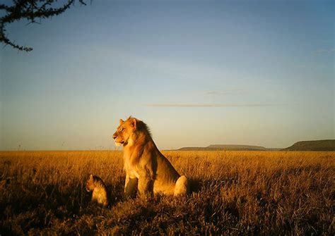 Want to Save Lions? Fence Them In | Science | AAAS