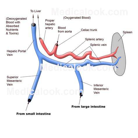 Hepatic Portal System Pathway | sexiezpix Web Porn