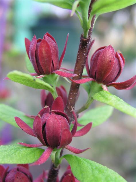 How To Grow Sweetshrub In Your Garden | HGTV