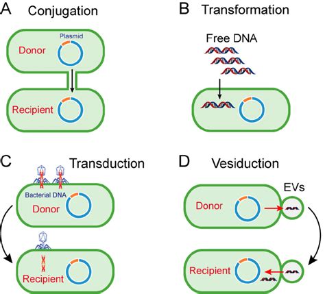 Pathways of horizontal gene transfer. (A) Conjugation is the process of ...