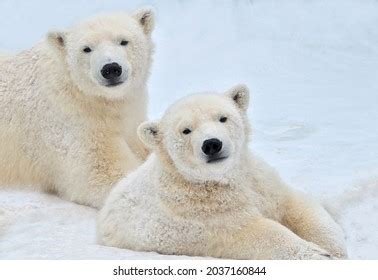 Polar Bear Cubs Snow Stock Photo 2037160844 | Shutterstock