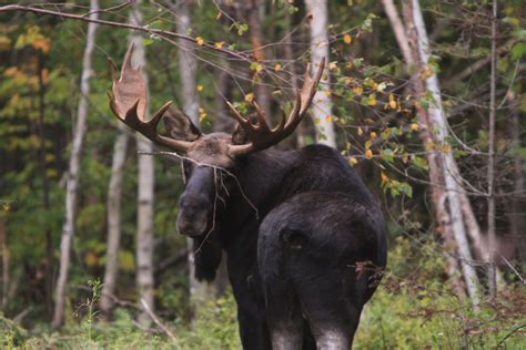 A Guide to Spotting Moose - Destination Moosehead Lake | Wildlife safari, Lake, Bull moose