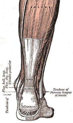 Achilles enthesitis as an unrecognised cause of heel pain in the seronegative ...