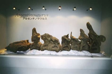 Argentinosaurus Dinosaur vertebrae skeleton Our beautiful Wall Art and ...