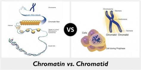 Chromatin vs Chromosomes Archives - BestDifferenceBetween.com