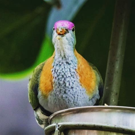 Emerald dove feeding | Doves, Feeding, Photography