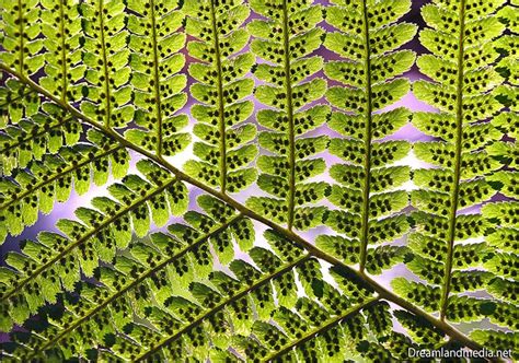 Fern Spores | Patterns in nature, Spore, Fern spores