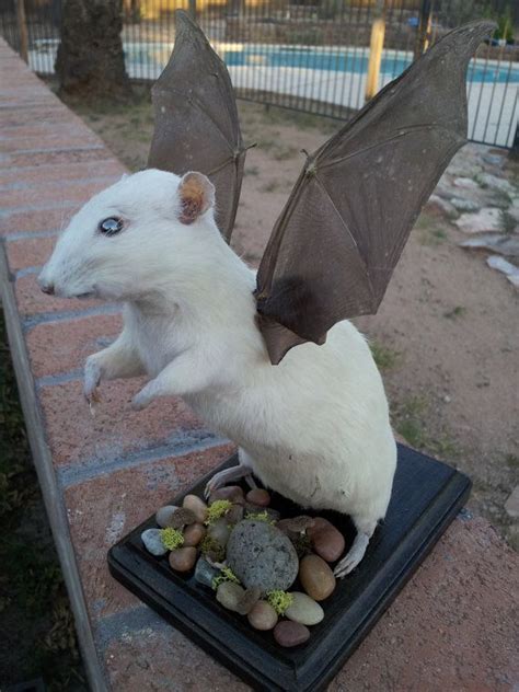 Rat/Bat Taxidermy Hybrid NosfeRATtu | Bat art, Taxidermy, Garden sculpture