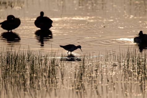 Waterbirds – Chris Hill Wildlife Photography