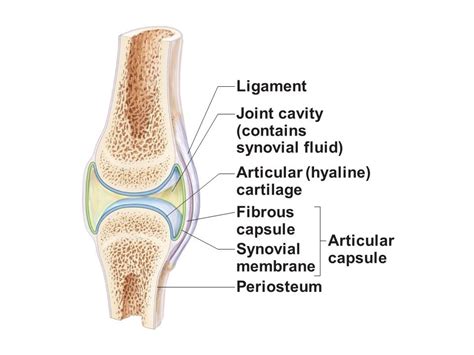 Forms The Fibrous Joint Capsule Quizlet - Margaret Greene Kapsels