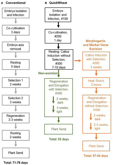 Frontiers | Rapid and highly efficient morphogenic gene-mediated ...