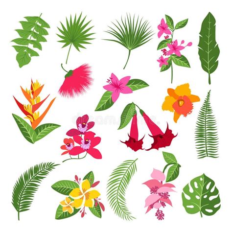 Exotic Tropical Flowers and Leaves. Vector Illustrations of Plants Stock Vector - Illustration ...