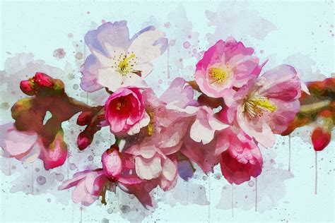 Download Higan Cherry, Spring Cherry, Blossom. Royalty-Free Stock Illustration Image - Pixabay