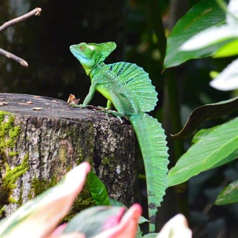 Basilisk Lizard - Learn About Nature