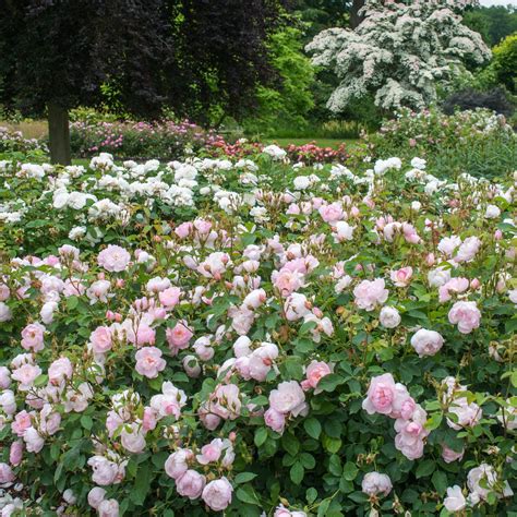 Scarborough Fair | English Shrub Rose | David Austin Roses