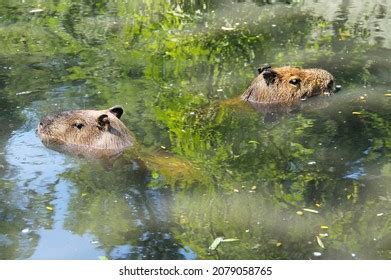 678 Capybara Swimming Images, Stock Photos & Vectors | Shutterstock