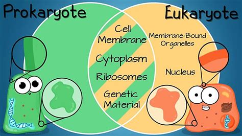 Amoeba Sisters Cell Theory