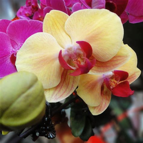 Rare 20Pcs Mix Phalaenopsis Flower Seeds Plant Butterfly Orchid Decoration | eBay