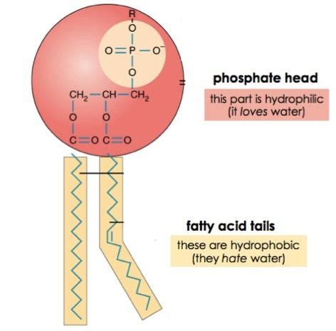 Where are hydrophobic amino acids located in cell membrane - passajk