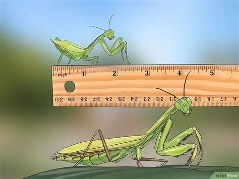 a green praying mantissa sitting on top of a ruler