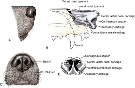 The Respiratory System | Veterian Key