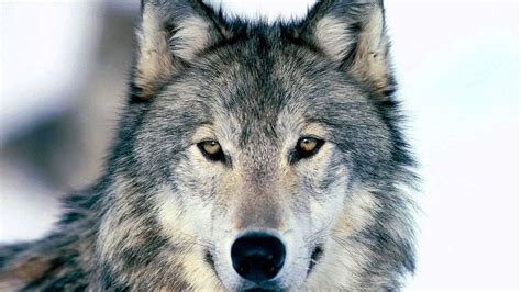 Wolves HD Wallpapers 1080p - www.Wolf-Wallpapers.pro