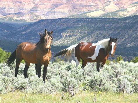 See Wild Horses at These 4 Spots Around Colorado