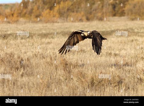 Five years old female of Spanish imperial eagle flying Stock Photo - Alamy