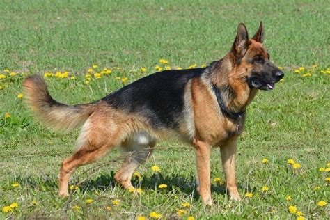 Types of German Shepherds: A Guide to Dog Breed Variations | PetHelpful