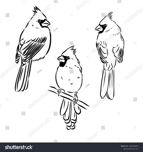 Cardinal Bird Sketch Vector Illustration Hand Stock Vector (Royalty Free) 2245644029 | Shutterstock