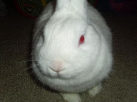 Kate Kreatez!: Cuteness! Meet Snowball, my bunny!