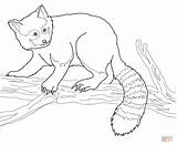 Red Panda Coloring Page Printable  Templates sketch template