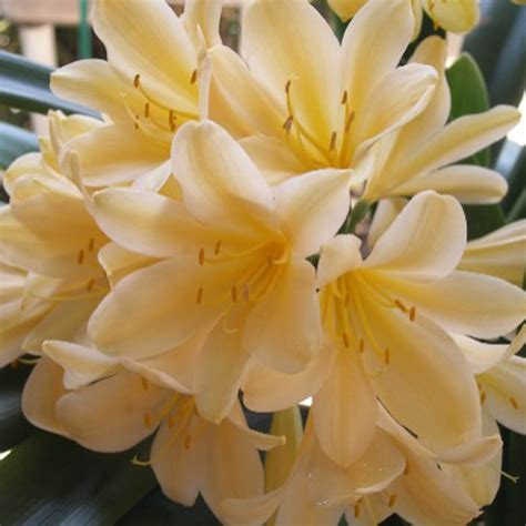 Clivia miniata Yellow - Stanmore Horticultural