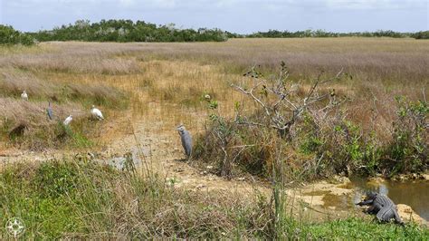 Shark Valley: Close Encounters with Wildlife in Everglades National Park (Florida) | Happier Place