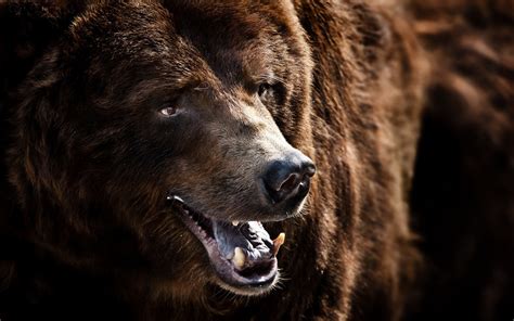 Wallpaper : animals, wildlife, bears, fur, Grizzly bear, brown bear ...