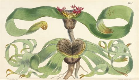 Welwitschia mirabilis Hook.f. | Plants of the World Online | Kew Science