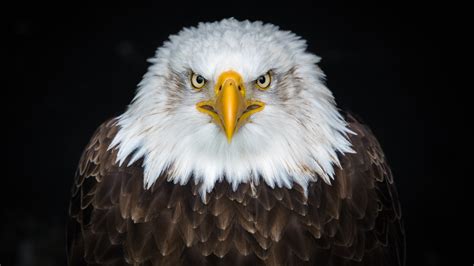 Wallpaper Bald eagle front view, beak, eyes 3840x2160 UHD 4K Picture, Image