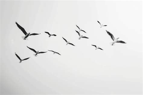 Seagulls flying in formation skyward | Premium AI-generated image