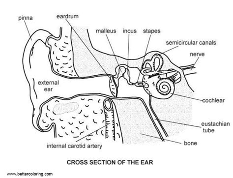 Anatomy Coloring Pages Ear Diagram - Free Printable Coloring Pages