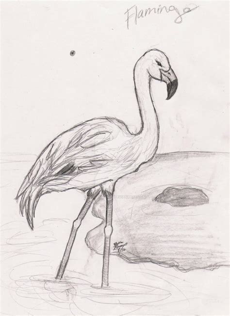 Flamingo Study Sketch by CinnaMonroe on DeviantArt