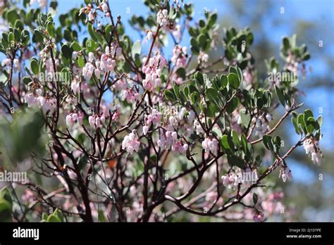 Manzanita flowers hi-res stock photography and images - Alamy