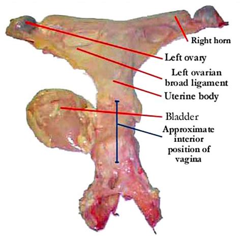 The Mare Reproductive Tract Dissected • Equine-Reproduction.com, LLC