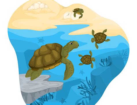 Turtle Life Cycle Cut And Paste Primarylearning Org - vrogue.co