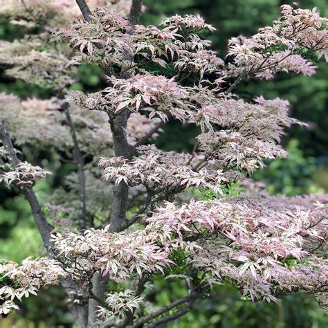 Japanese Maple Trees — Seattle's Favorite Garden Store Since 1924 - Swansons Nursery