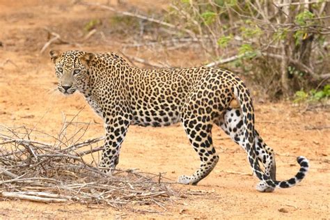 ⭐ Get up close with the wild leopards of Sri Lanka ⭐