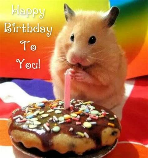 Cute birthday hamster. | Hamster, Cute hamsters, Happy birthday animals