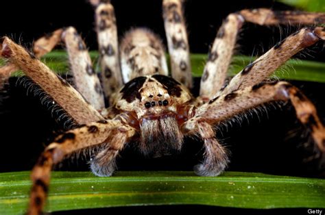 Huntsman Spider: Top 10 Facts (PICTURES) | HuffPost UK