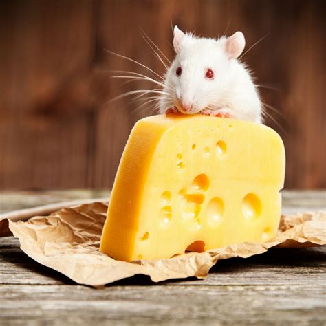 Myth-taken Identity: Do Rats and Mice Really Love Cheese? - ARC