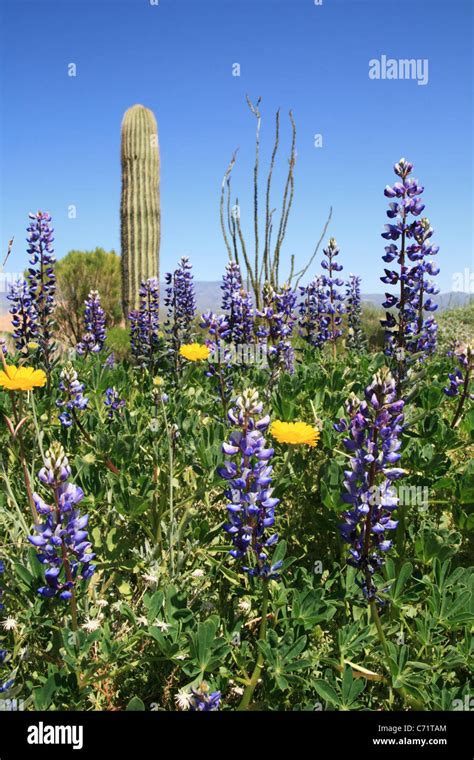 spring wildflowers in the sonoran desert, arizona Stock Photo - Alamy