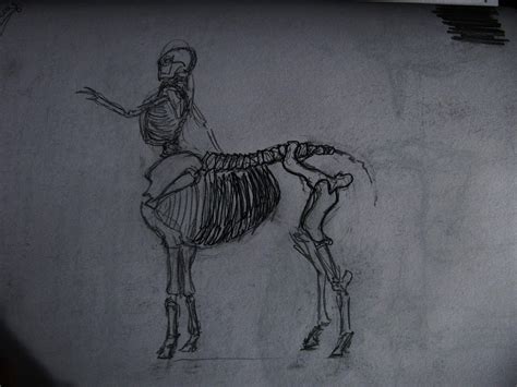 Dwarf Centaur Skeleton sketch by TheShieldofOak on deviantART